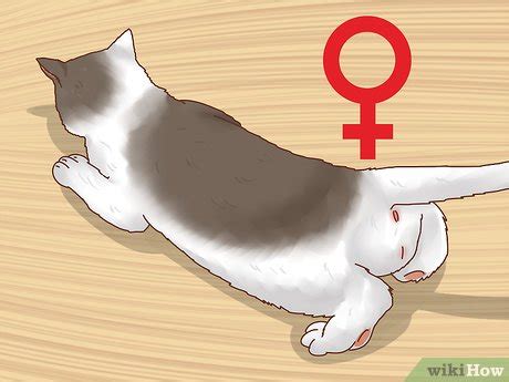 Het Geslacht Van Een Katje Bepalen 9 Stappen Met Afbeeldingen WikiHow