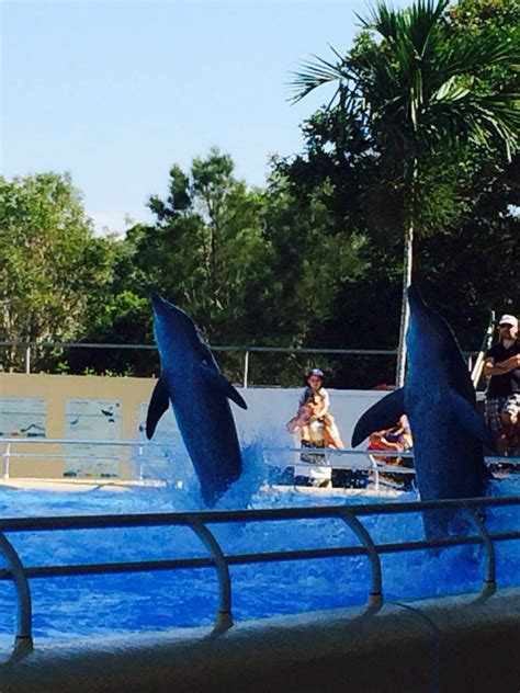 Dolphin Marine Magic Park Coffs Harbour Dine Live Travel