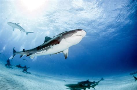 The Best Places To Dive With Tiger Sharks