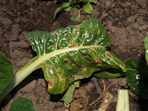 Yellow leaf spots affect many types of plants and have many different causes, including fungal diseases. Florez Nursery: Plant pathology:Cercospora leaf spot on Beets