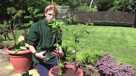 Planting Raspberries In Containers Jack Shilley Youtube