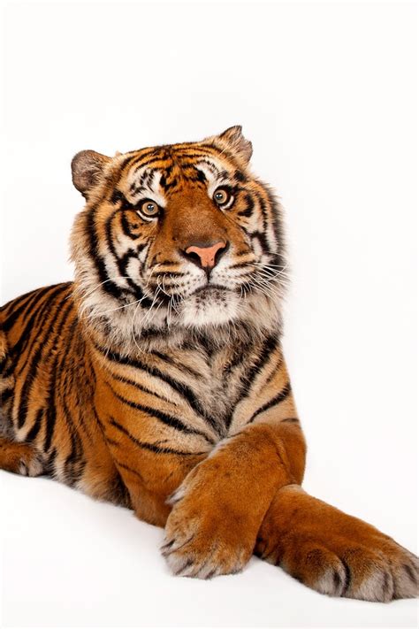 Sumatran Tiger Images