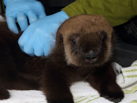 Monterey Bay Aquarium — Otter 696 A Pup Grows Up Pup 696 Has Come A