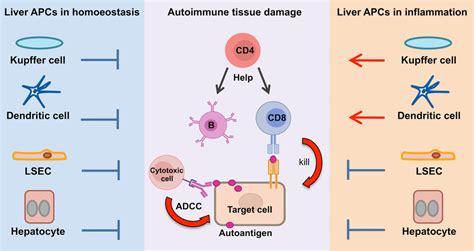 Liver Antigen Presenting Cells As Regulators Of Autoimmunity