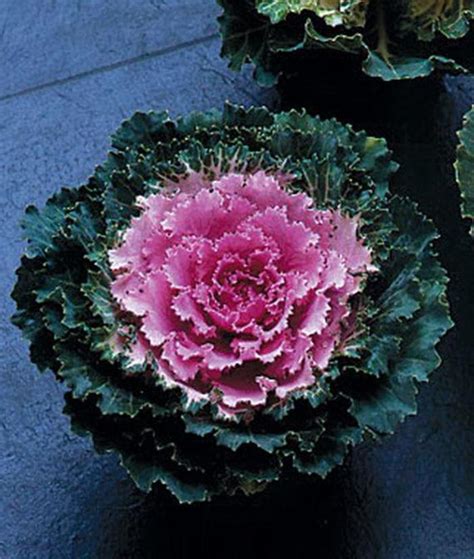 Brassica Oleracea Songbird Pink Flowering Kale Eberts Greenhouse