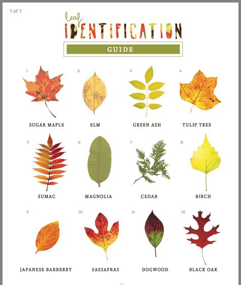 Pin By Lisa Herman On Tree Leaves Leaf Identification Tree