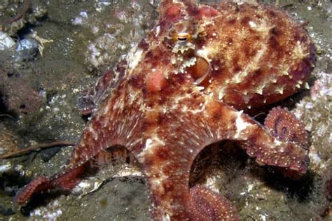 Octopus Quiz What Do You Know About These Sea Creatures A Z Animals