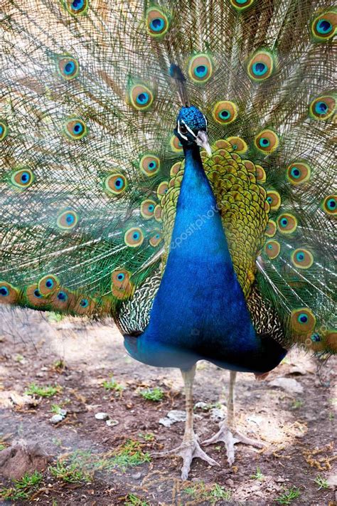 Just like this dining area, you can incorporate gold metallic fabrics into your custom window treatments for a. Indian peacock blue color with a yellow green pattern on the tail. - Stoc , #sponsored, #blue, # ...