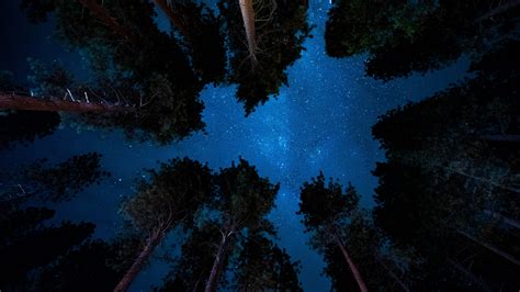 Download 1920x1080 Wallpaper Starry Night Nature Sky Trees 4k Full