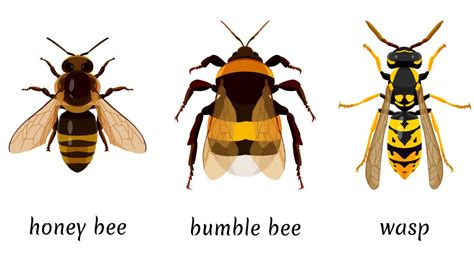 Wasps Bees And Hornets What S The Difference The Old Farmer S Almanac