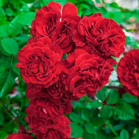 Lady In Red Climbing Rose Roses Spring Hill Nurseries Free Download