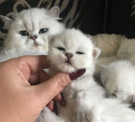 Kuwait Cats And Kittens For Sale