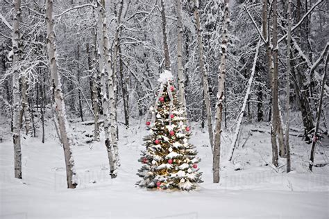 Decorated Christmas Tree In Front Of A Snow Covered Birch