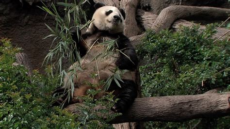 Last Weekend To See The Giant Pandas At The San Diego Zoo