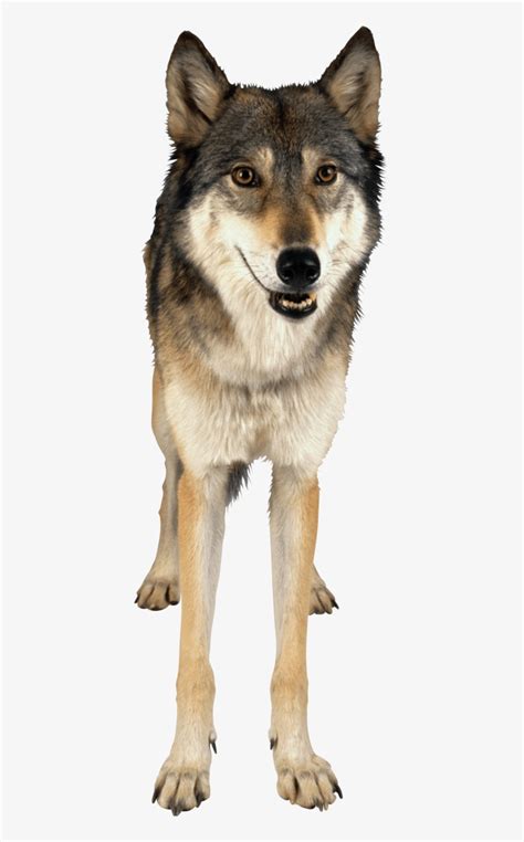 Wolf Png Image No Background Wolves Transparent Png Image