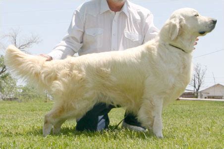 Lancaster puppies pairs english cream golden retriever breeders with great people like you. Golden Retriever Dog: English Cream Golden Retriever Puppies