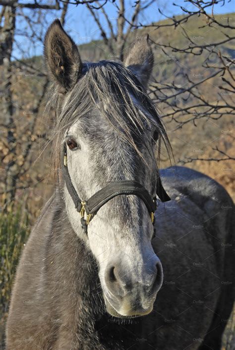 A Gray Horse Head High Quality Animal Stock Photos Creative Market