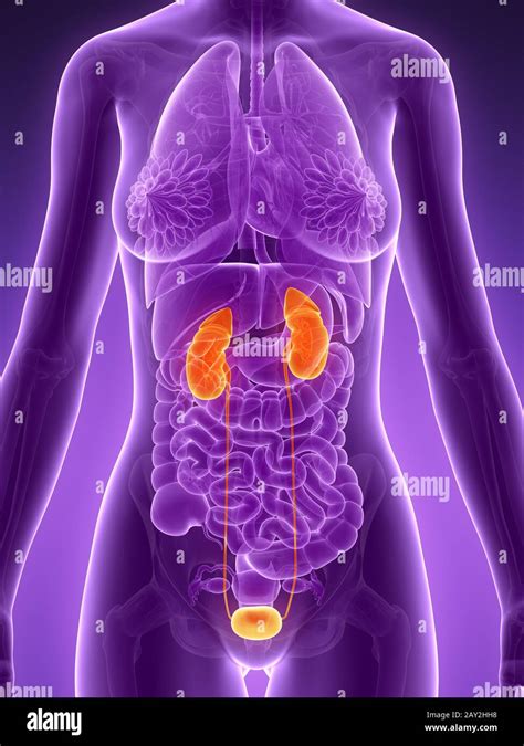 Female Urinary System Hi Res Stock Photography And Images Alamy
