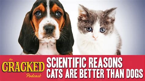 Scientific Reasons Cats Are Better Than Dogs The Cracked Podcast