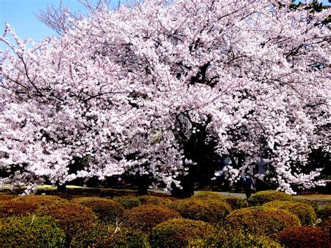 Large Cherry Blossom Tree In Bloom In Spring Shinjuku Gyoen National