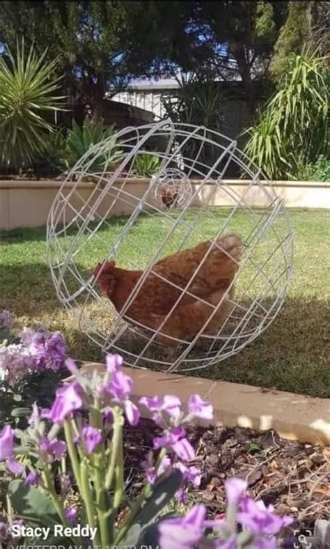 Wire Hanging Basket Chicken Ball Backyard Chicken Farming Chicken Garden Chicken Enclosure