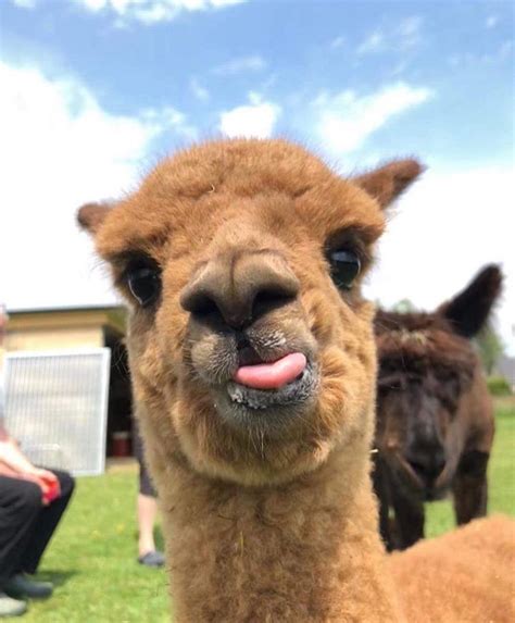 🦙alpaca Of The Day🦙 😋when You Think You Have A World Class Smile But