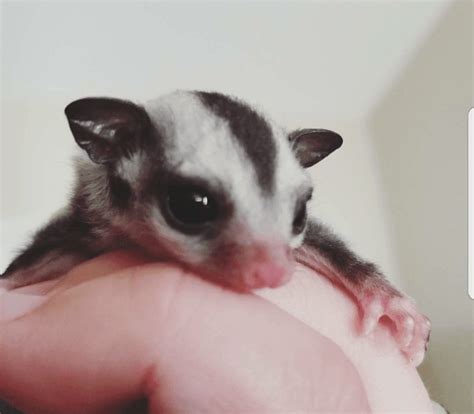 Check out our prices and availability. Sugar Glider For Sale in Illinois (22) | Petzlover