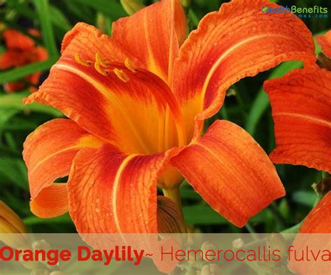 Orange Daylily Facts And Health Benefits