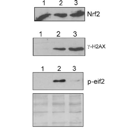 Effects Of Tellurite On Nrf2 C H2ax And Eif2a Tlt Cells Were
