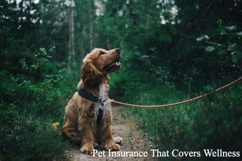 Pet insurance that covers pre existing. 10 Pet Insurance That Covers Wellness - itGust