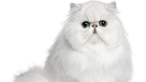 This beautiful cat has very specific curled ears. Shortest (and Longest) Living Cat Breeds - Page 4 - 24/7 ...