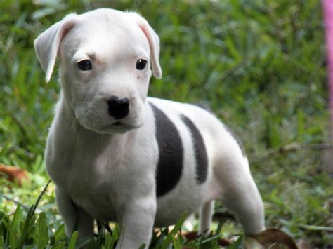 American Pit Bull Terrier Puppies Rescue Pictures