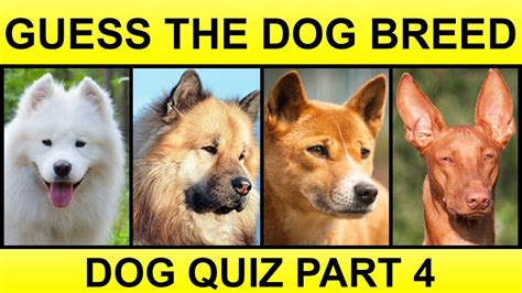 Guess The Dog Breeds Dog Breed Quiz Part 4 Youtube