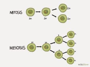 Mitosis and Meiosis - Biology Notes for IGCSE 2014
