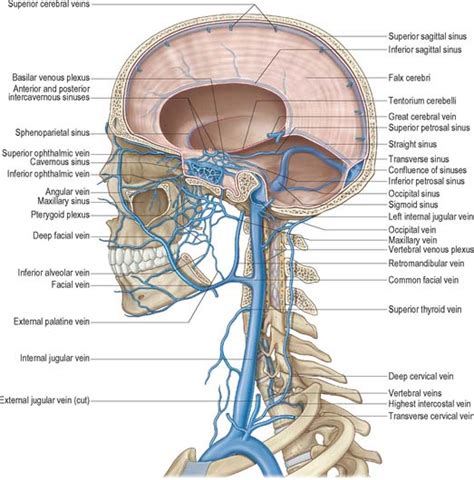 Head And Neck Overview And Surface Anatomy Basicmedical Key