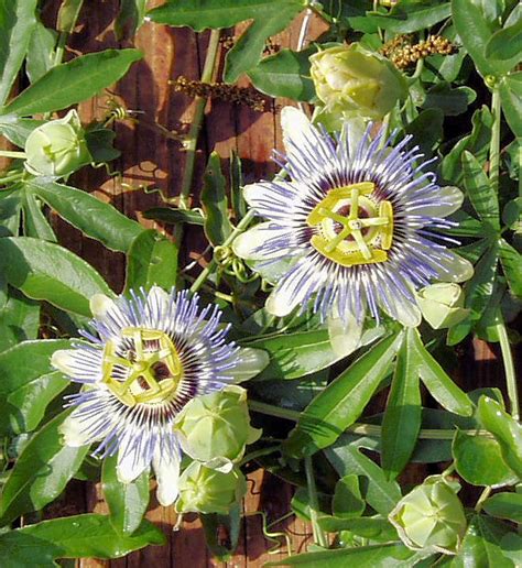 By choosing regionally native plants for any garden, you will be. Butterfly Garden Plant Photos