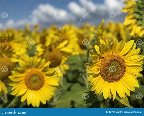 Plantation Of Sunflowers Against The Blue Sky Stock Image Image Of
