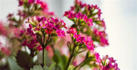 Blue light is the best color light suitable for plants' growth. Ask Wet & Forget The Best Indoor Flowering Plants to ...
