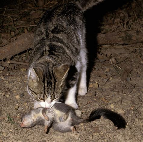 Participate In The National Feral Cat Control Survey Sporting