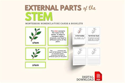 Parts Of The Stem Montessori Botany Nomenclature 5 Part Cards With