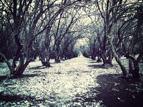 First Snow First Snow In The Orchards Behind Our House In Flickr