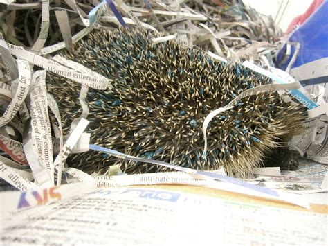 Real Life Sonic Hedgehog Covered In Blue Paint Rescued By Rspca Swns