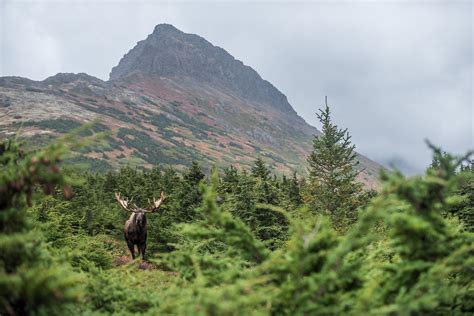 Moose And Mountain Sean Crane Photography