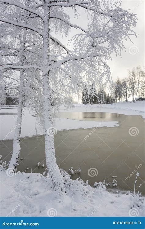 Hoarfrost Covered Trees At A Lake Stock Photo Image Of Deciduous