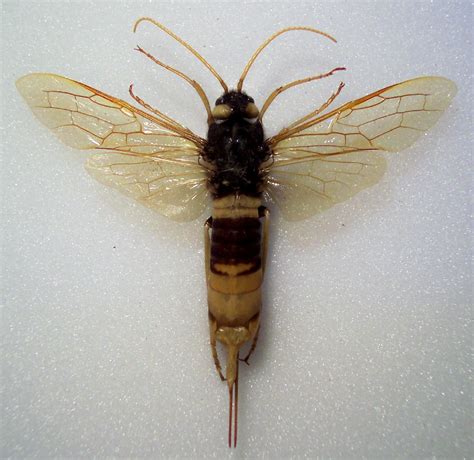 Uroceras Gigas Giant Wood Wasp Or Horntail World Of Butterflies And Moths
