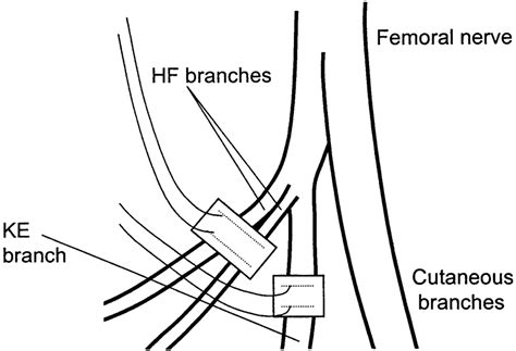 A Schematic View Of The Hamstring Branch Of The Sciatic Nerve And