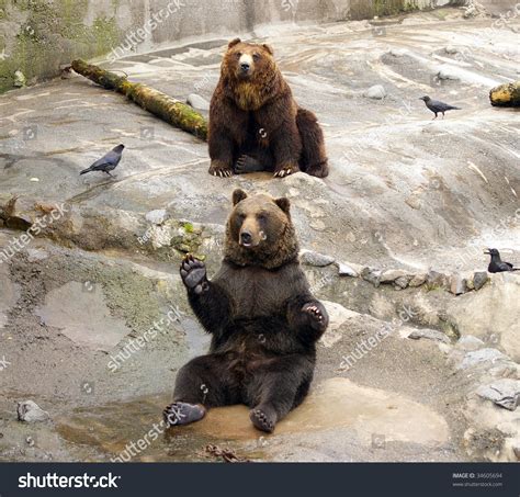 Japanese Brown Bear The Park Of The Bears In Japanhokkaido Stock