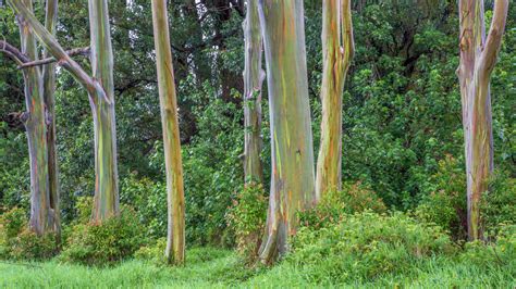 Where You Can See Rainbow Eucalyptus Trees