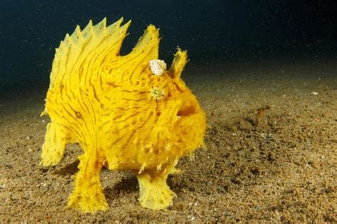 13 Of The Weirdest Deep Sea Creatures Deep Sea Creatures Sea