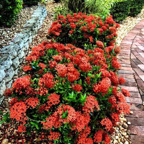 Dwarf Ixora Is A Great Plant For Summertime Color Landscaping Plants
